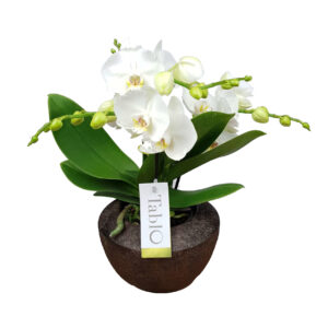 Orchidee wit TablO
