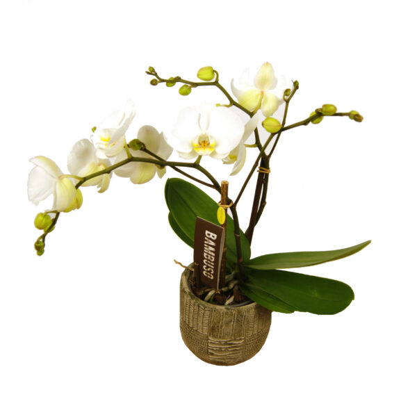 Orchidee wit Bambuso