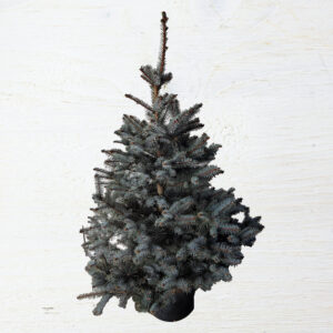Blue diamond kerstboom Blue diamond kerstboom