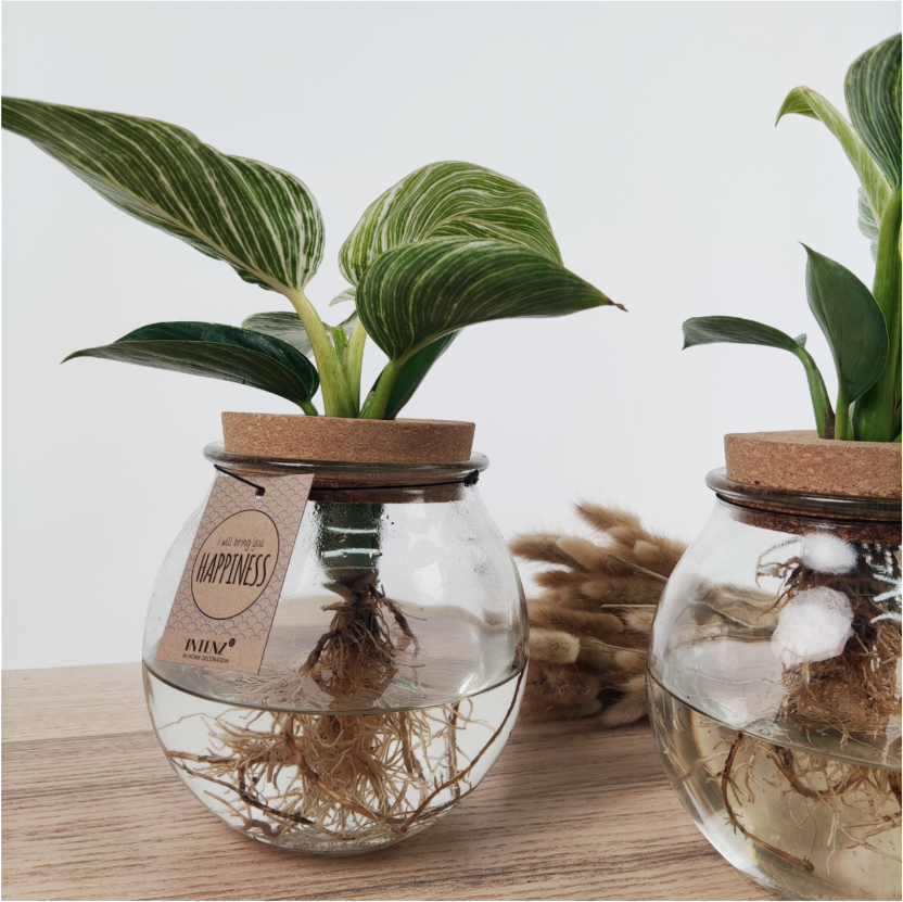 Planten