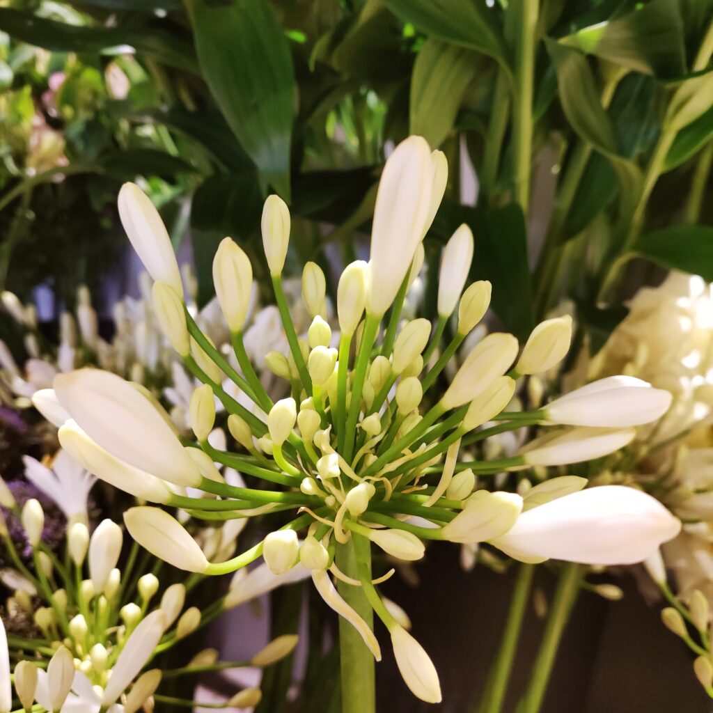 De Agapanthus
