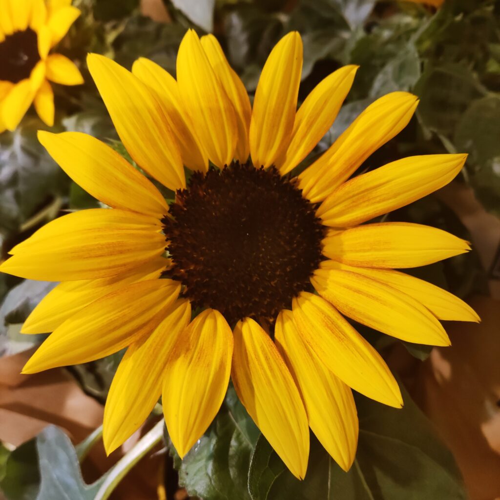 De Helianthus