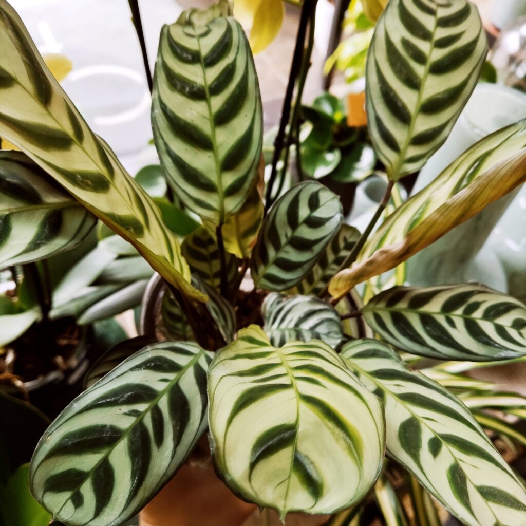 Calathea