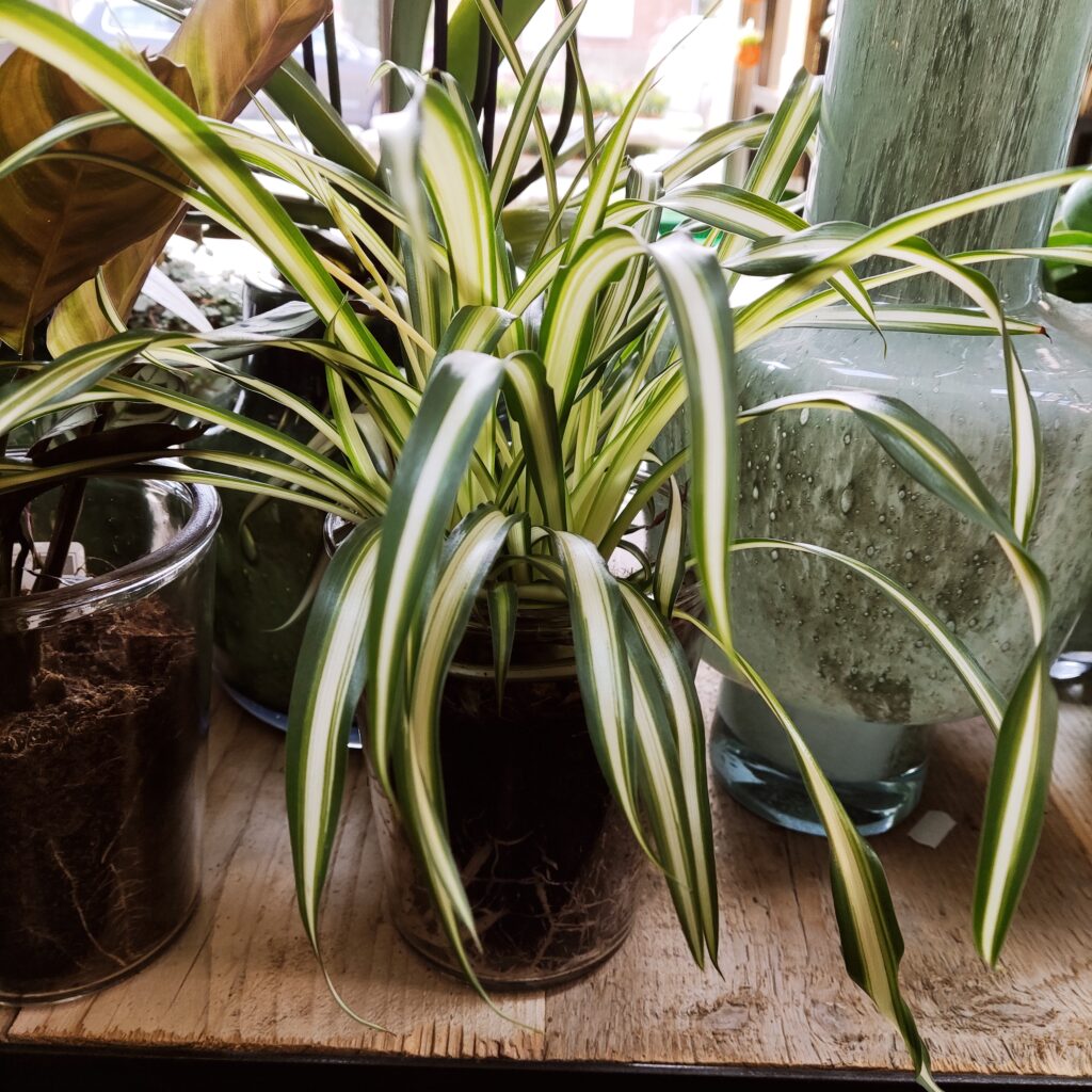 De Chlorophytum