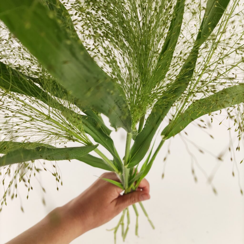 Panicum Fontaine