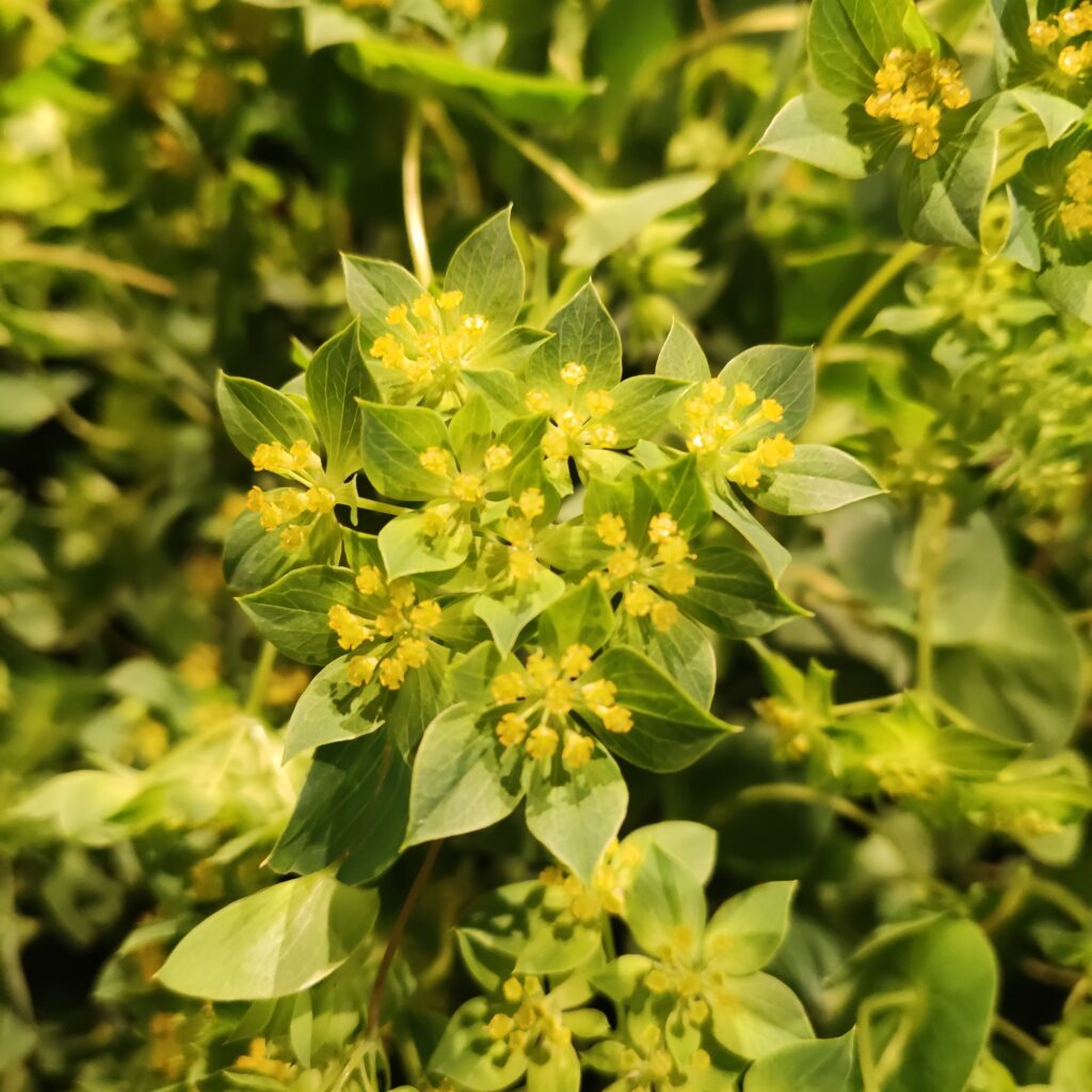 De bupleurum