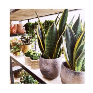 Sansevieria