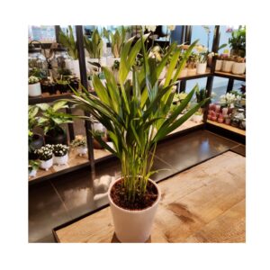 Dypsis