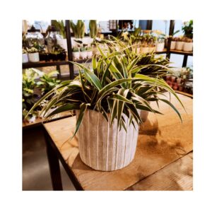 Chlorophytum
