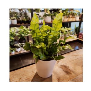Asplenium