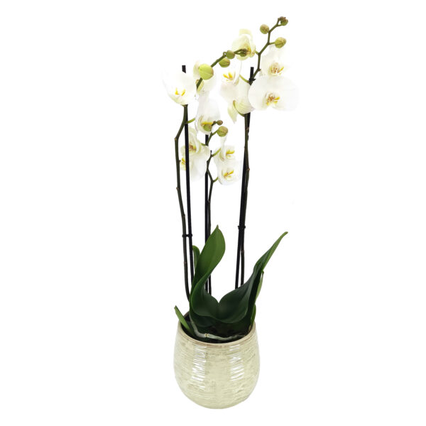 Orchidee Phalaenopsis By5 3 takken met bloempot - plant met bloempot