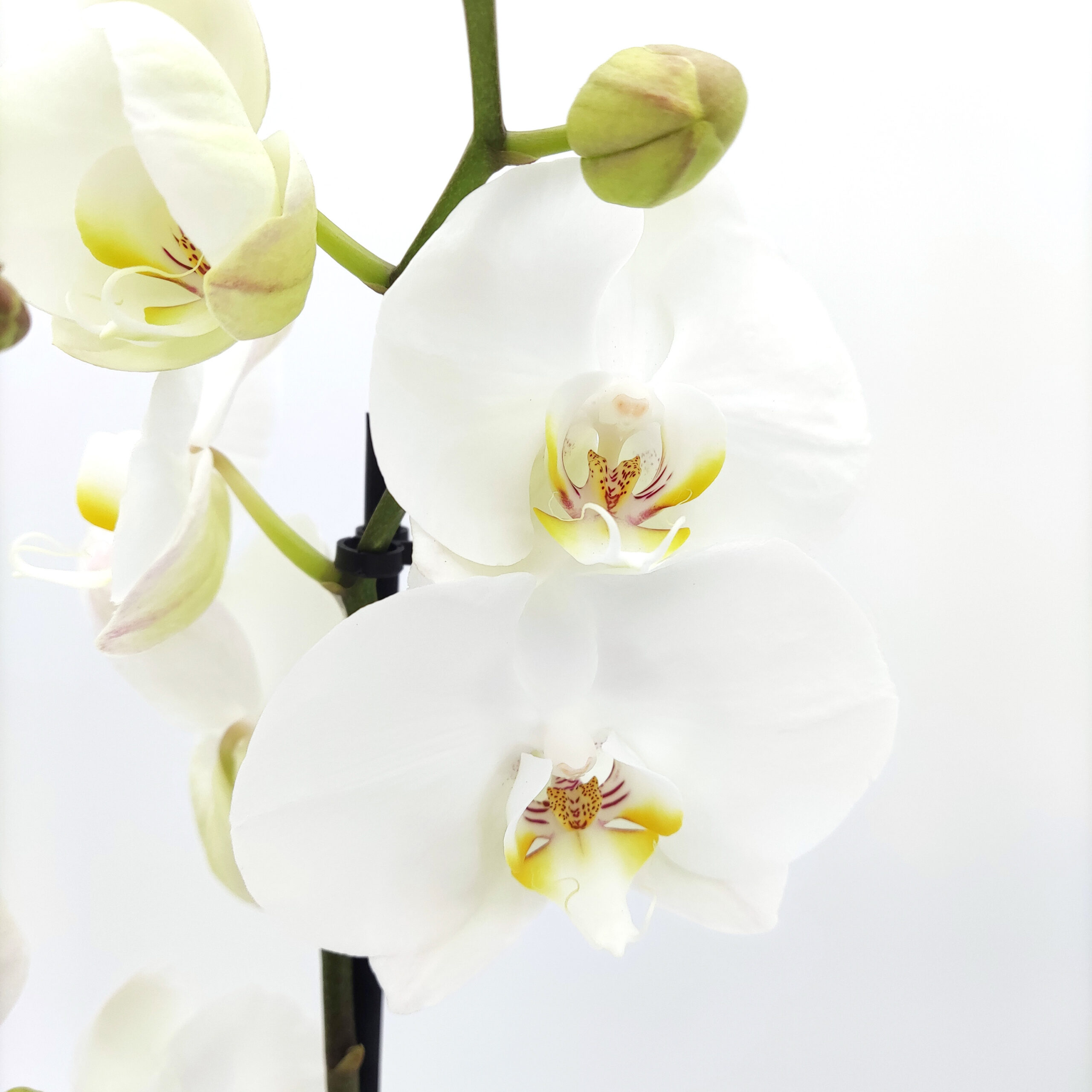 Orchidee Phalaenopsis By5 3 met - Crea-fleur