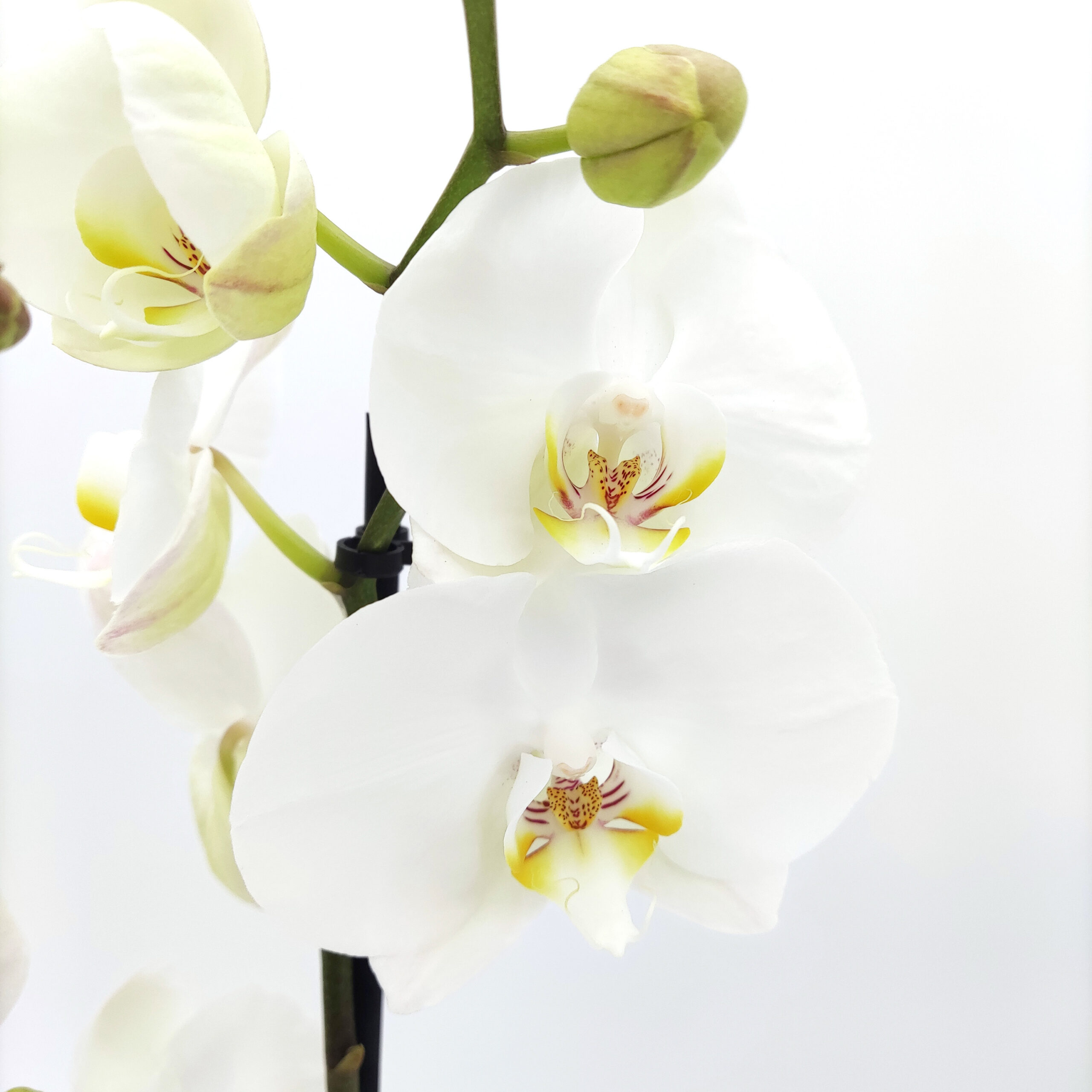 Orchidee Phalaenopsis By5 3 takken met bloempot - plant
