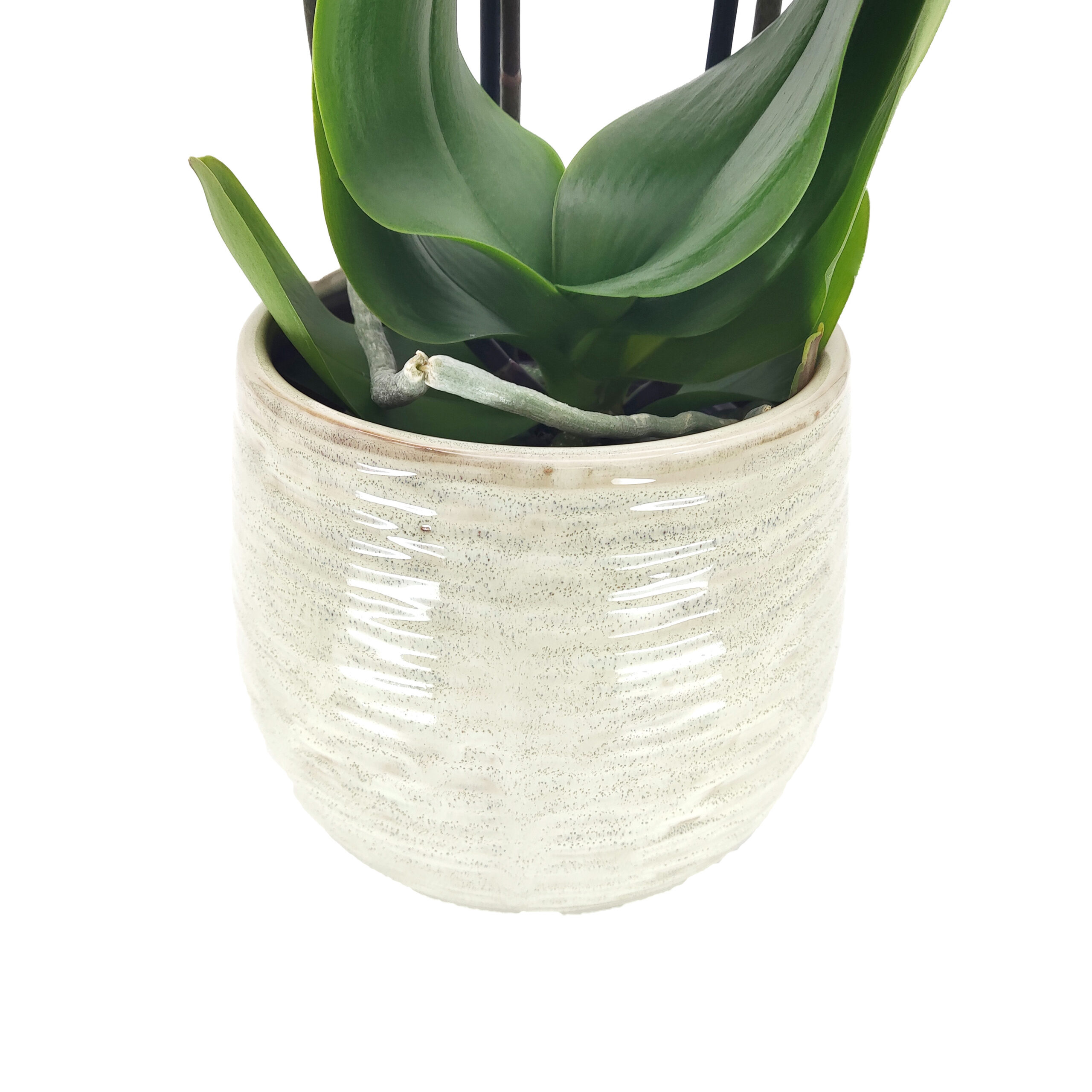 Orchidee Phalaenopsis By5 3 takken met bloempot - bloempot